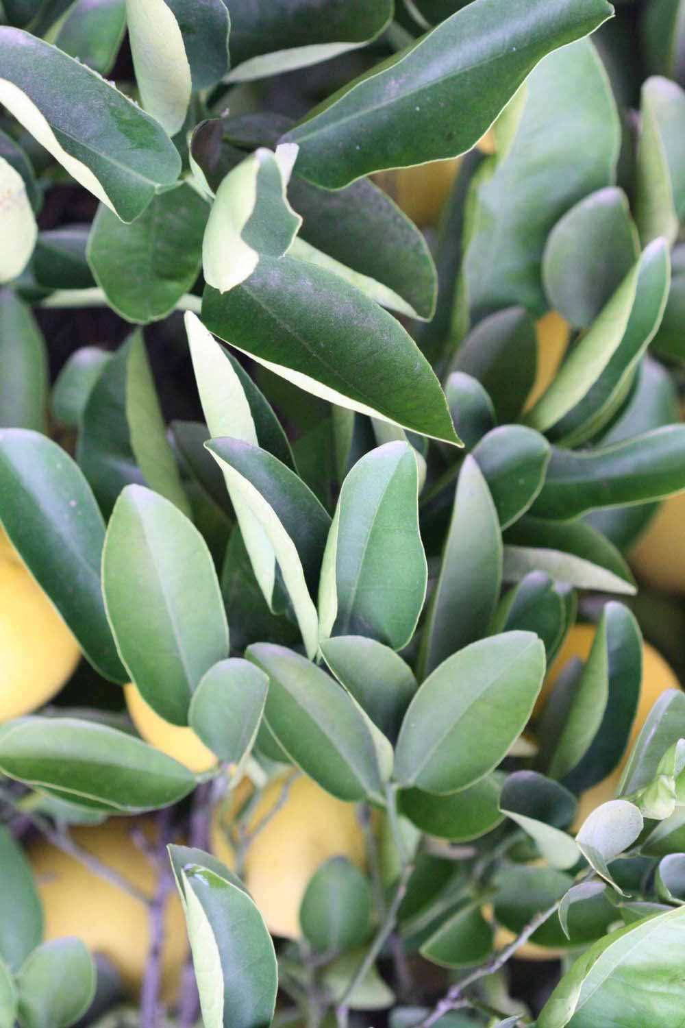            阳生叶 (Riverside, CA)   